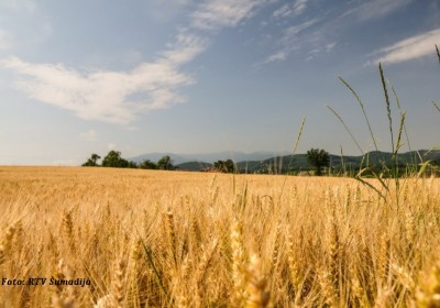 šumadija-pšenica-400x280