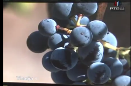 BG Sajam Vinarija Plavinci YouTube