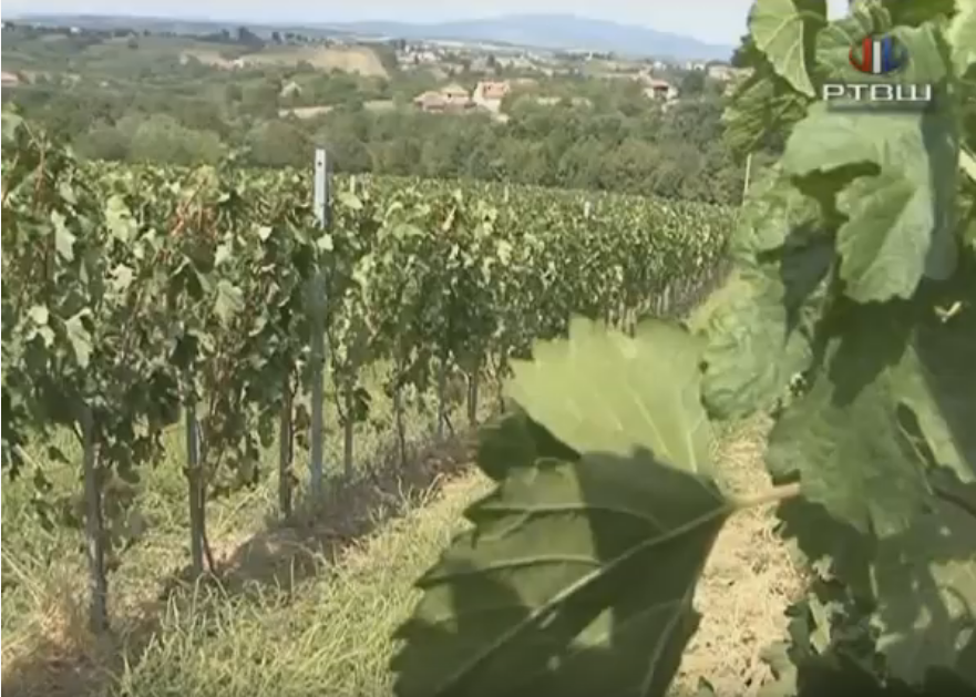 FireShot Capture 1347 - RTV Šumadija - Matijasevic Vinogradi - YouTube - www.youtube.com