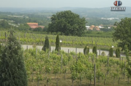FireShot Capture 1524 - RTV Šumadija - Vinarija Tarpos - YouTube - www.youtube.com