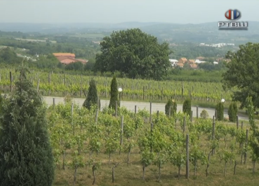 FireShot Capture 1524 - RTV Šumadija - Vinarija Tarpos - YouTube - www.youtube.com