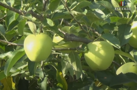 FireShot Capture 1779 - RTV Šumadija - SELO DANAS Plantaza Jabuka Kopljari - YouTube_ - www.youtube.com