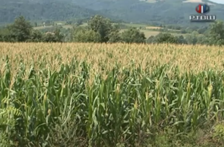 FireShot Capture 2461 - RTV Šumadija - Fono - Kiša smanjila štetu na kukuruzu - YouTube_ - www.youtube.com