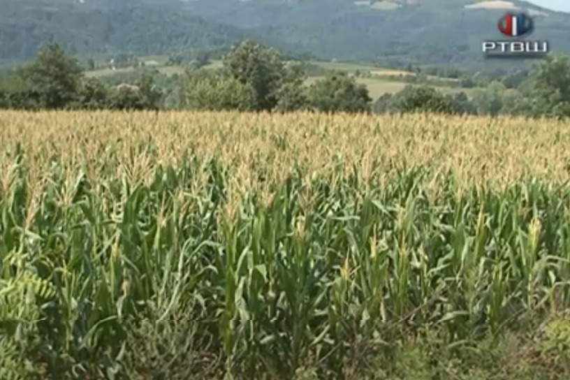 FireShot Capture 2461 - RTV Šumadija - Fono - Kiša smanjila štetu na kukuruzu - YouTube_ - www.youtube.com
