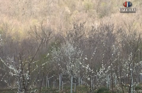 FireShot Capture 227 - RTV Šumadija - Saveti za voćare - YouTube - www.youtube.com