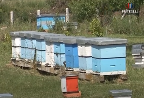 FireShot Capture 624 - RTV Šumadija - Pčelari osnivaju zadrugu _Bukuljska pčela_ - YouTube_ - www.youtube.com