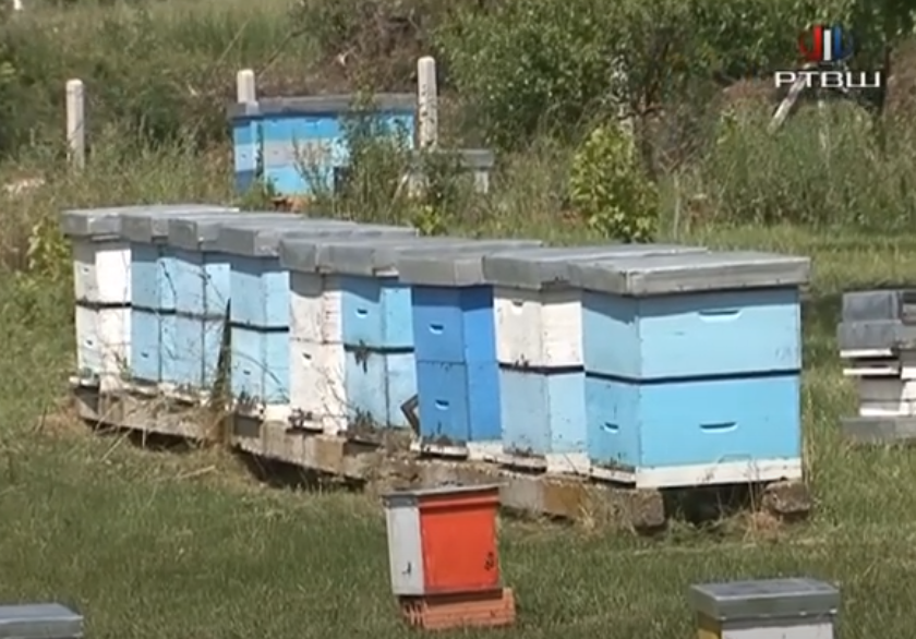 FireShot Capture 624 - RTV Šumadija - Pčelari osnivaju zadrugu _Bukuljska pčela_ - YouTube_ - www.youtube.com