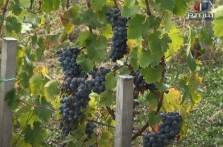 FireShot Capture 3622 - RTV Šumadija - Bere se grožđe u vinogradima Tomković - YouTube_ - www.youtube.com